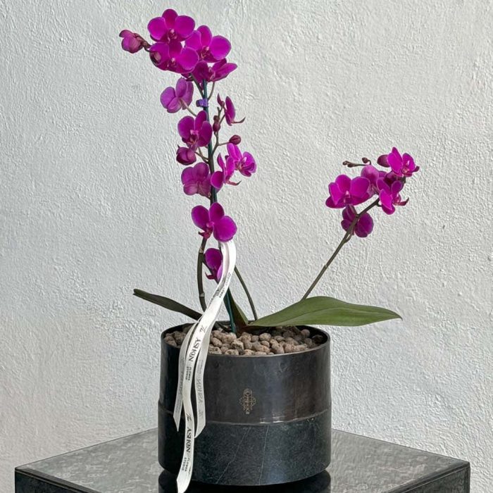 گلدان ارکیده مینیاتوری بنفش