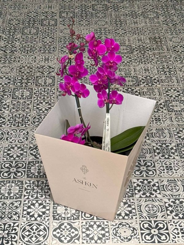 گلدان ارکیده مینیاتوری بنفش - Image 4