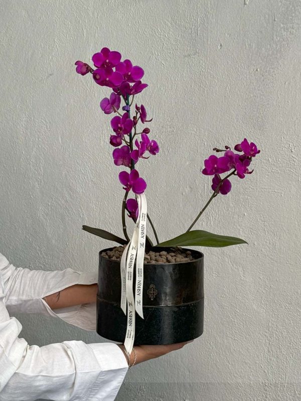 گلدان ارکیده مینیاتوری بنفش - Image 5