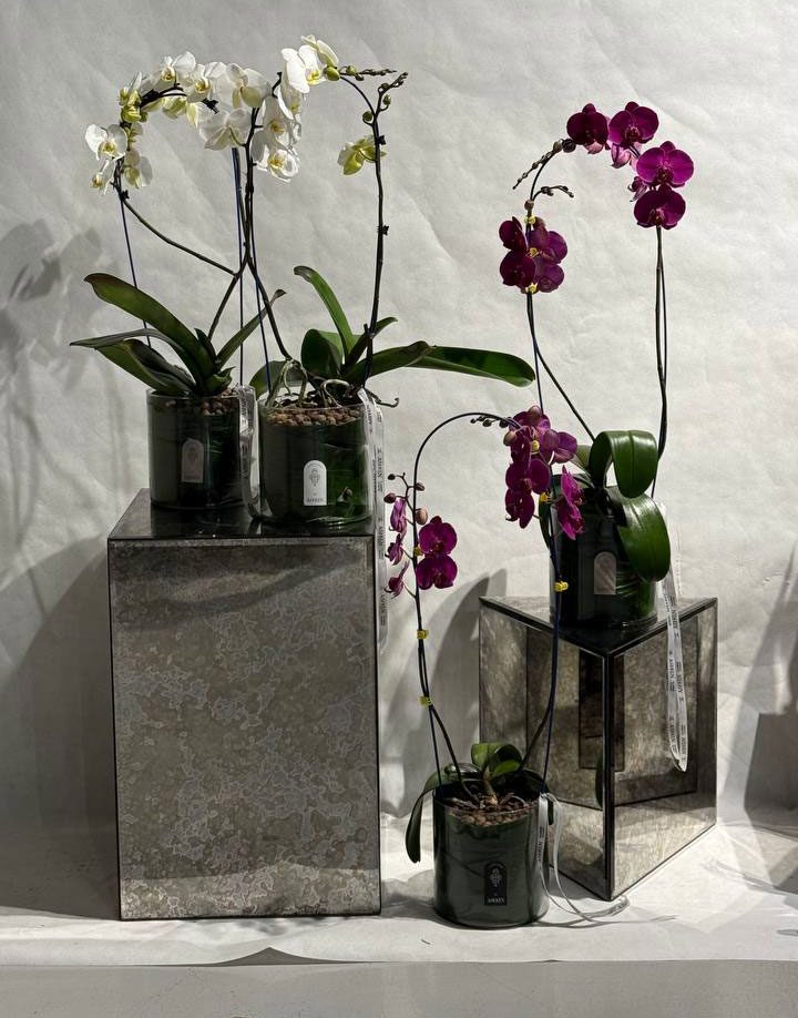 گل ارکیده زمستانی