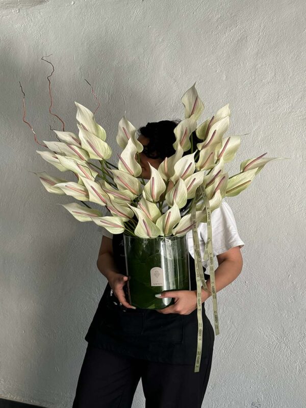 گلدان آنتوریوم لومینا