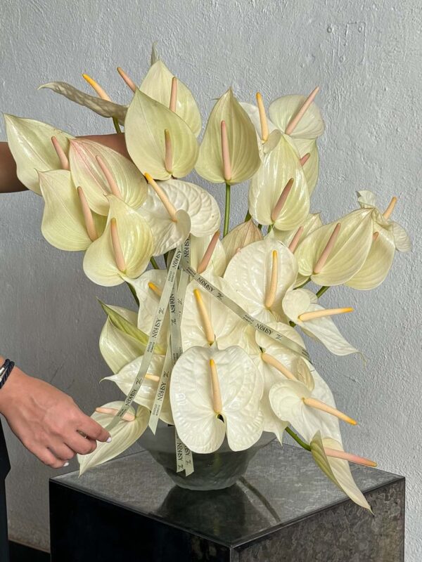 گلدان آنتوریوم سفید