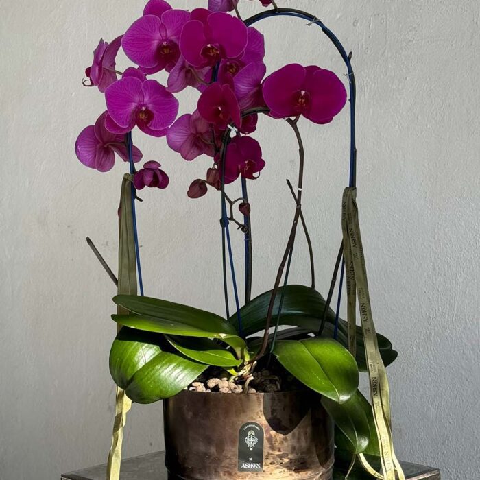 گلدان فلزی دست‌‌ساز ارکیده ریشه دار سایز کوچک